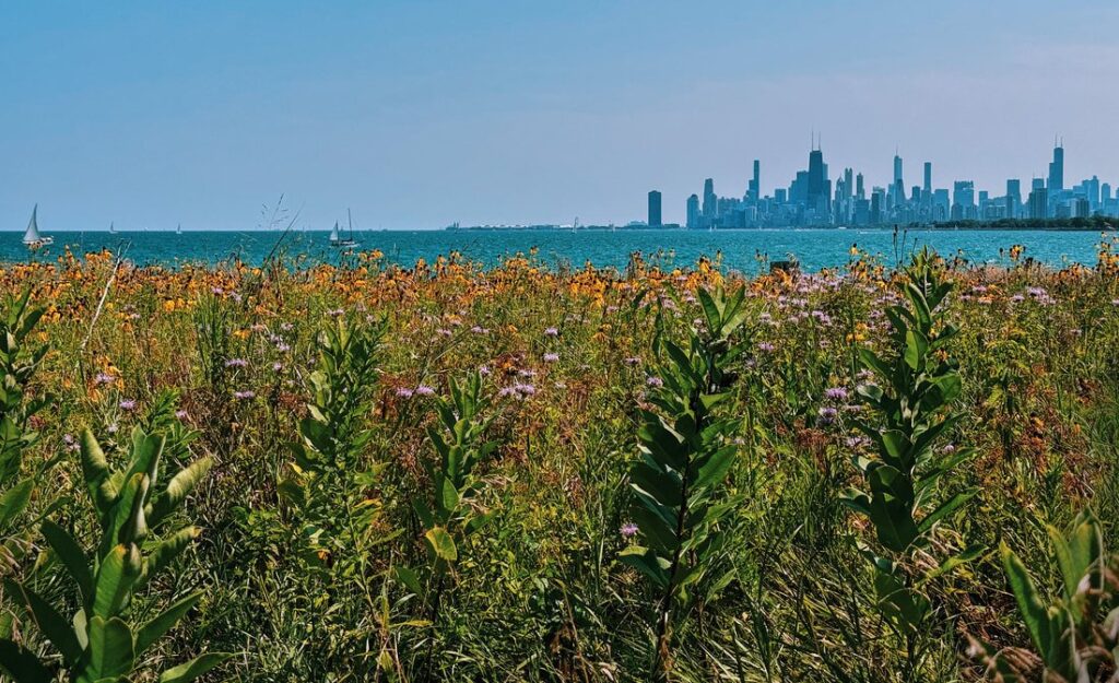 nature-grass-lake-chicago-city-skyline